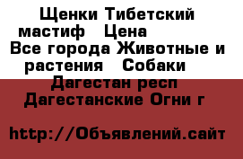  Щенки Тибетский мастиф › Цена ­ 50 000 - Все города Животные и растения » Собаки   . Дагестан респ.,Дагестанские Огни г.